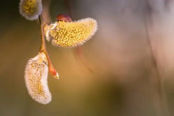 Närbild Blommande Ekblommor Med Suddig Bakgrund — Stockfoto