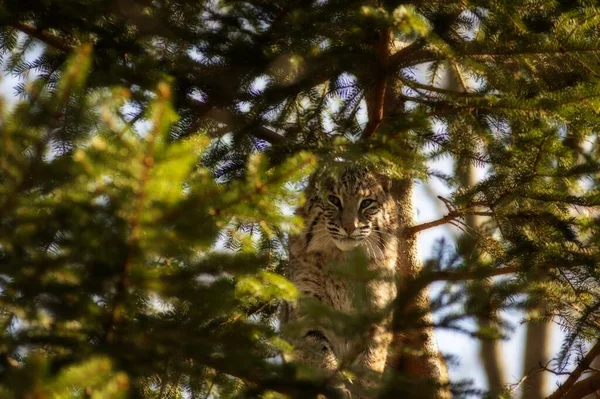 Tiro Foco Seletivo Gato Selvagem Galho Árvore — Fotografia de Stock