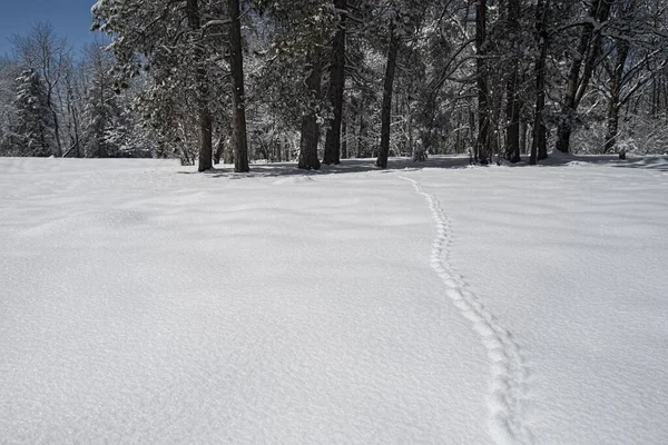 Ett Snöigt Fält Med Träd Dagen — Stockfoto
