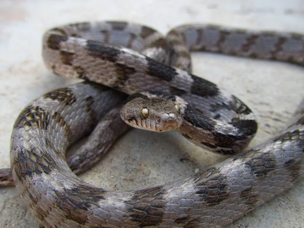 Closeup Shot European Soosan Cat Snake Crawling Ground Malta — Stock Photo, Image