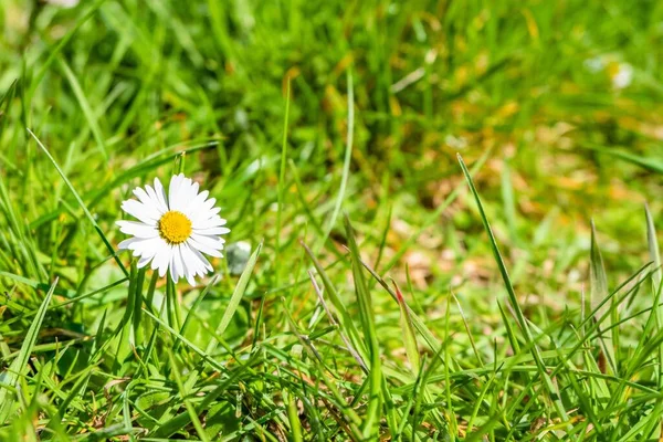 Primer Plano Hermosas Margaritas Jardín Bajo Luz Del Sol —  Fotos de Stock