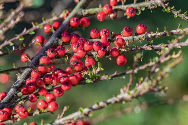 Een Close Shot Van Rode Aalbessen Boom — Stockfoto