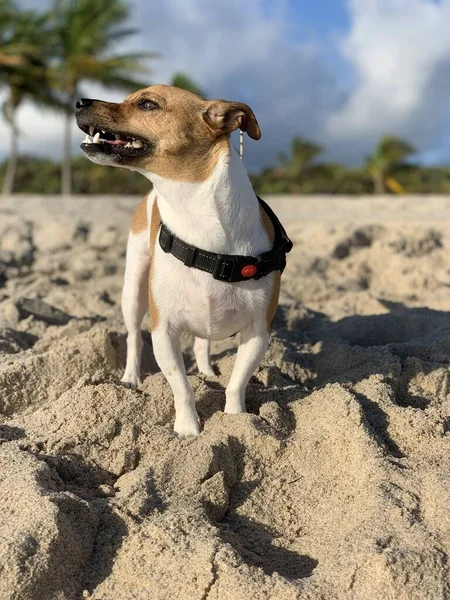 Kumsalda Kumların Üzerinde Yatan Sevimli Jack Russell Dikey Yakın Çekimi — Stok fotoğraf