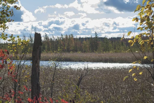 Une Belle Vue Lac Entouré Herbe Séchée Dans Région Tourbière — Photo