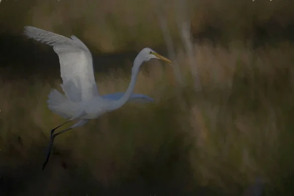 Selective Focus Shot Egret — Stock Photo, Image