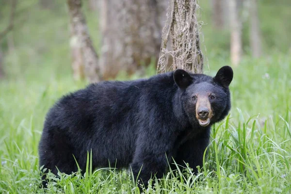 Urso Negro Adulto Cades Cove Valley Great Smokey Mountains National — Fotografia de Stock