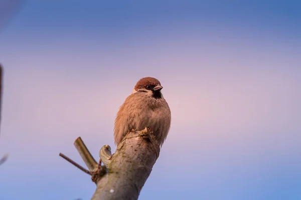Ağaç Dalının Tepesinde Oturan Bir Kuşun Yakın Plan Çekimi — Stok fotoğraf