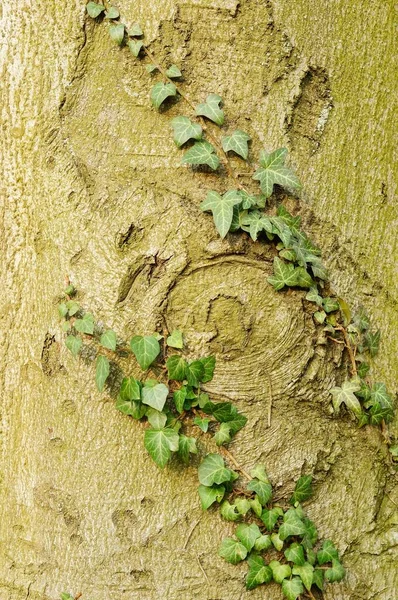 常春藤的特写爬到树干上 — 图库照片