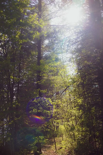 Colpo Verticale Luce Solare Splendente Nella Foresta — Foto Stock