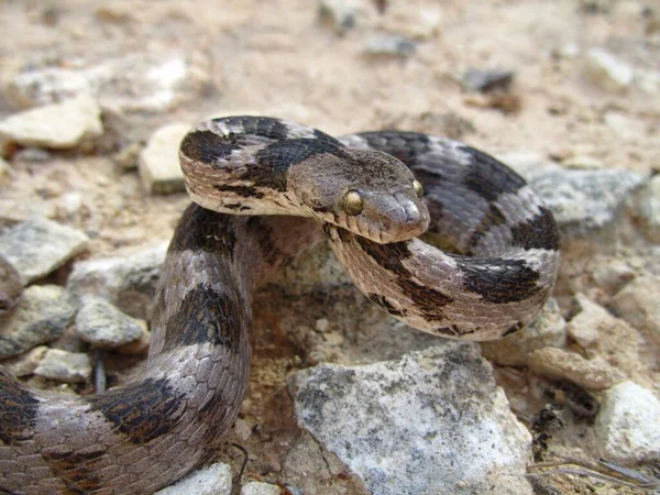 Közelkép Egy Európai Soosan Macska Kígyóról Amint Földön Mászkál Máltán — Stock Fotó