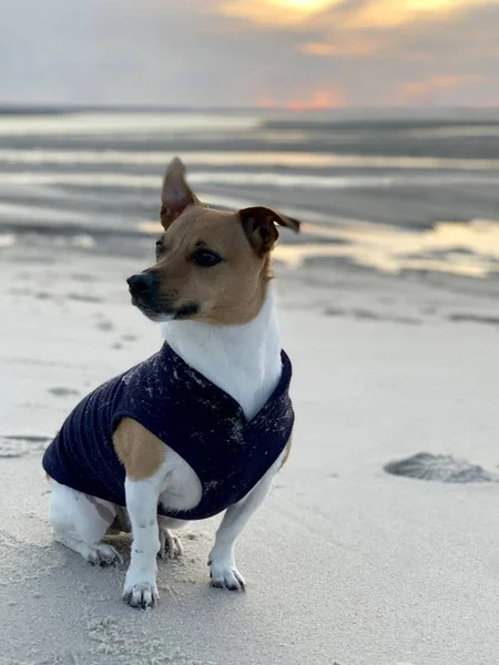 Kumsalda Kumsalda Oturan Mavi Kostümlü Şirin Jack Russell Dikey Yakın — Stok fotoğraf