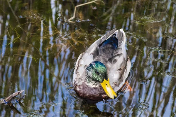 Eine Schöne Aufnahme Der Ente Wasser Des Sarsaparilla Trail Bells — Stockfoto