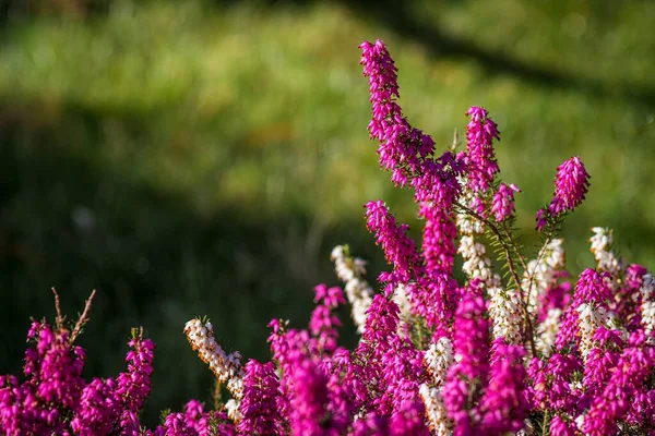 Fioletowe Piękne Kwiaty Ogrodzie — Zdjęcie stockowe