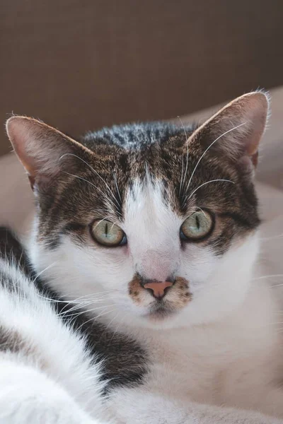 Primo Piano Verticale Della Testa Simpatico Gatto Bianco Grigio Con — Foto Stock