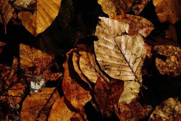 Closeup Dry Dirty Leaves Ground Sunlight Great Backgrounds Wallpapers — Stock Photo, Image