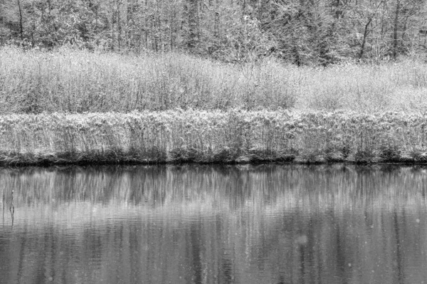 Tiro Tons Cinza Plantas Cobertas Neve Perto Uma Água — Fotografia de Stock
