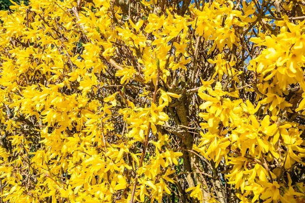 Les Belles Fleurs Jaunes Sur Arbre — Photo