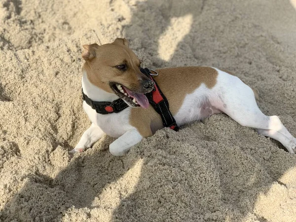 Kumsalda Kumların Üzerinde Yatan Sevimli Jack Russell Yakın Plan Fotoğrafı — Stok fotoğraf