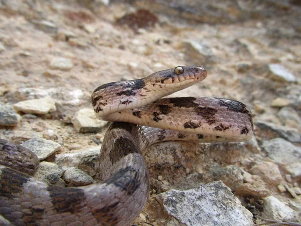 Közelkép Egy Európai Soosan Macska Kígyóról Amint Földön Mászkál Máltán — Stock Fotó