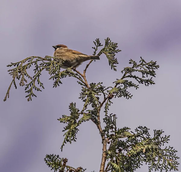 Een Vogel Zittend Een Boom Aftakking Met Een Donkere Lucht — Stockfoto