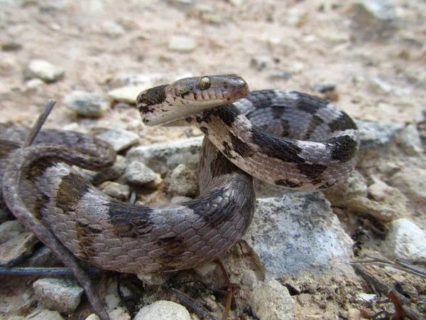 Primo Piano Serpente Gatto Soosan Europeo Che Striscia Terra Malta — Foto Stock