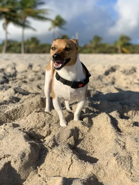 Primer Plano Vertical Lindo Jack Russell Tumbado Arena Playa —  Fotos de Stock