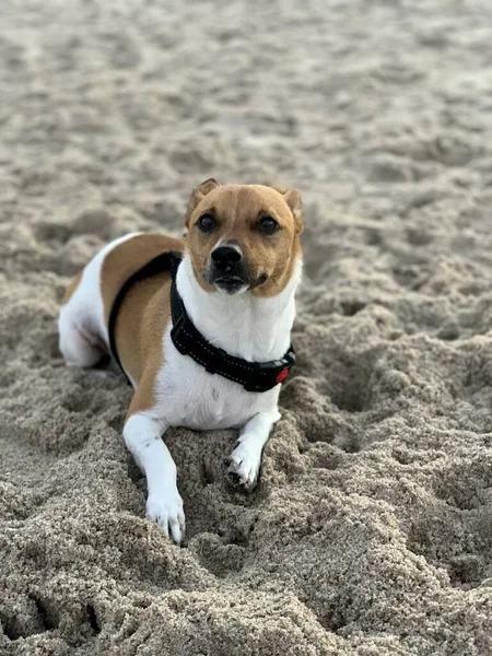 Gros Plan Vertical Mignon Jack Russell Couché Sur Sable Plage — Photo