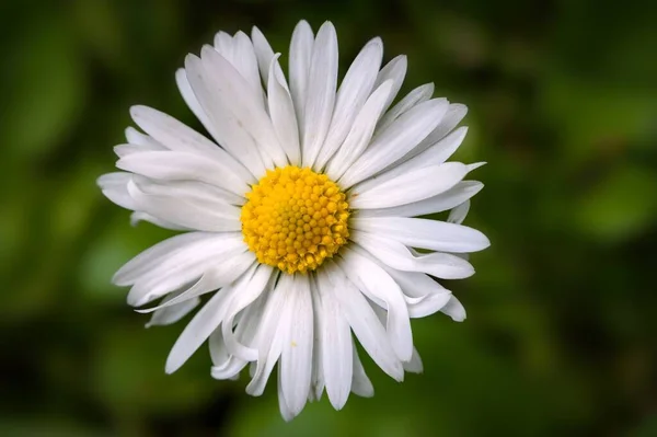 Selektiv Fokusbild Vacker Blomma Trädgården Perfekt För Bakgrund — Stockfoto