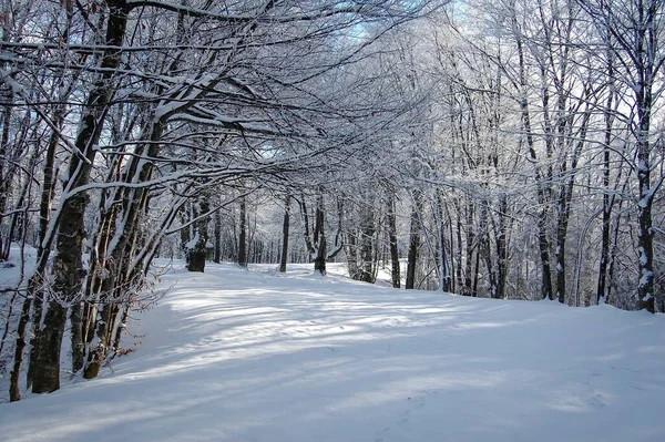 Den Fascinerande Utsikten Över Parken Vintern Täckt Snö — Stockfoto