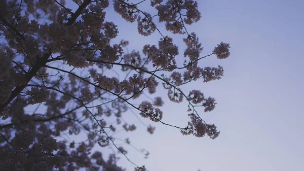 Floraison Cerisiers Japon Avril — Photo