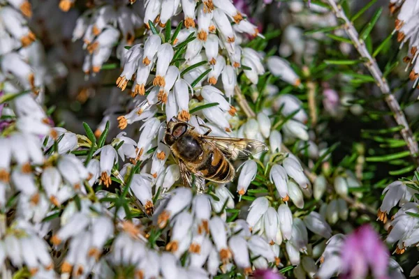 白い花の枝に座ってかわいい蜂の選択的なフォーカスショット — ストック写真