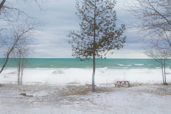 Neve Floresta Canadá — Fotografia de Stock