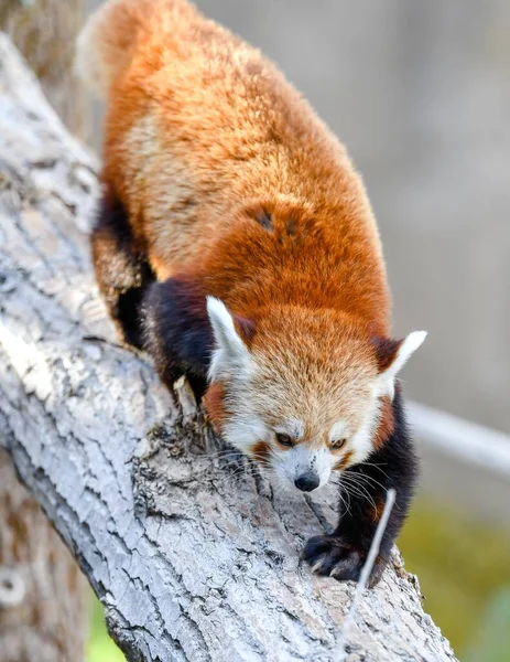 珍しい種の赤いパンダが木の下に降りる垂直閉鎖ショット — ストック写真