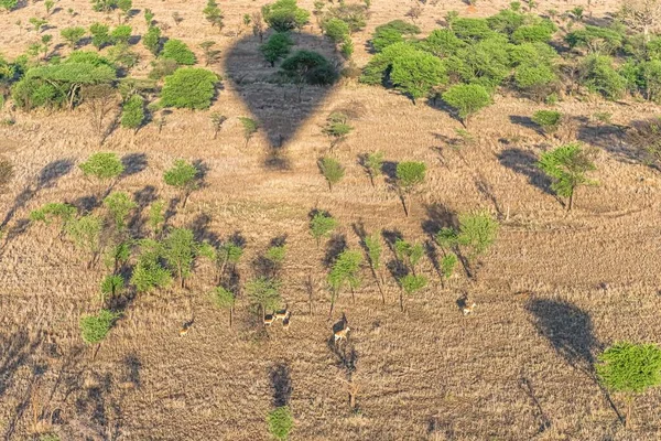 Uma Vista Solo Coberto Grama Árvores Partir Balão Quente Sob — Fotografia de Stock