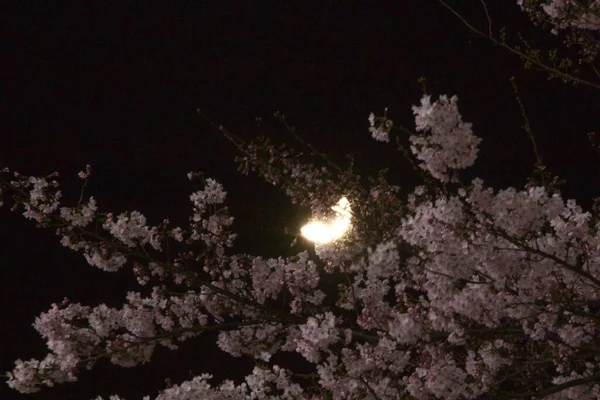 Άνθη Κερασιάς Στην Ιαπωνία Τον Απρίλιο — Φωτογραφία Αρχείου