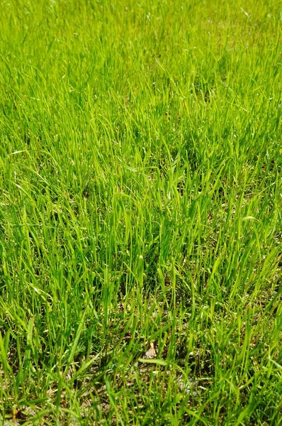 Ein Blick Von Oben Auf Ein Grasfeld Einem Sonnigen Tag — Stockfoto