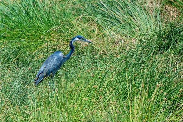 Zbliżenie Małej Niebieskiej Czapli Otoczone Trawą Pod Słońcem — Zdjęcie stockowe