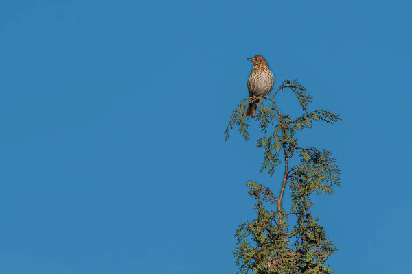 Птица Сидящая Вершине Сосны Ясное Голубое Небо — стоковое фото