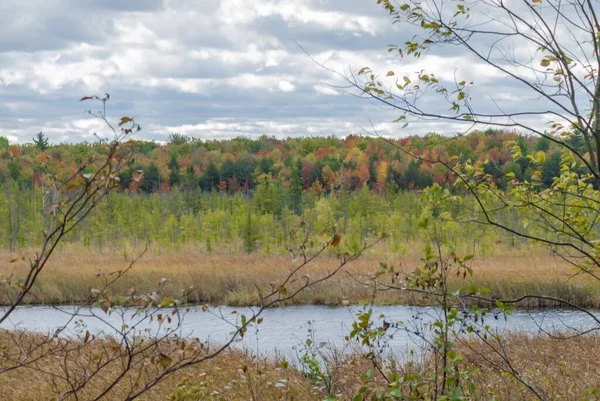 Une Belle Vue Lac Entouré Herbe Séchée Dans Région Tourbière — Photo