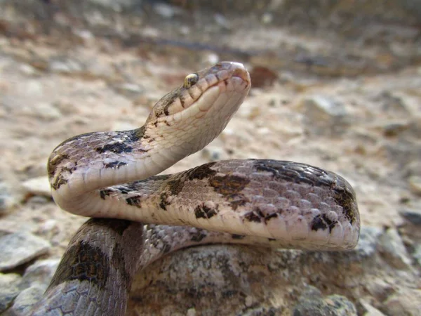 Gros Plan Serpent Européen Soosan Chat Rampant Sur Sol Malte — Photo