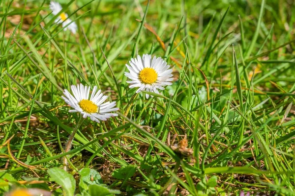 Close Lindas Margaridas Jardim Sob Luz Sol — Fotografia de Stock