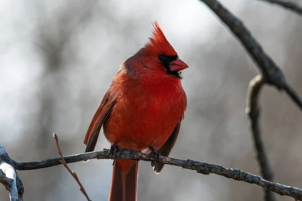 Der Rote Männliche Nordkardinal Sitzt Auf Dem Ast Eines Baumes — Stockfoto