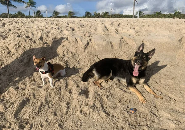 Nahaufnahme Eines Jack Russell Und Eines Schäferhundes Die Sand Strand — Stockfoto