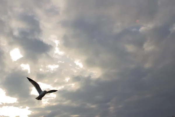 Eine Flache Aufnahme Eines Fliegenden Vogels Mit Bewölktem Himmel Hintergrund — Stockfoto