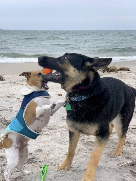 Primo Piano Verticale Jack Russell Pastore Tedesco Che Giocano Spiaggia — Foto Stock