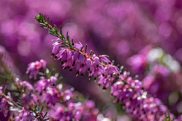 Pembe Buddleia Çiçeklerinin Bulanık Arkaplanlı Seçici Odak Çekimi — Stok fotoğraf