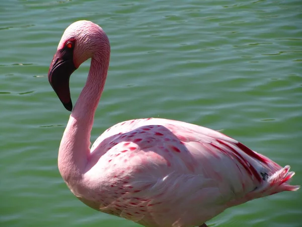 Egy Rózsaszín Kisebb Flamingó Tenger Mellett Phoeniconaias Minor — Stock Fotó