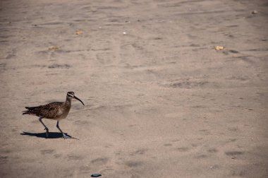 A Bristle-thighed curlew standing on the sand under the sunlight with a blurry background clipart