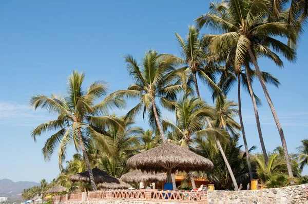 Una Vista Ángulo Bajo Palmeras Por Encima Los Paraguas Resort — Foto de Stock