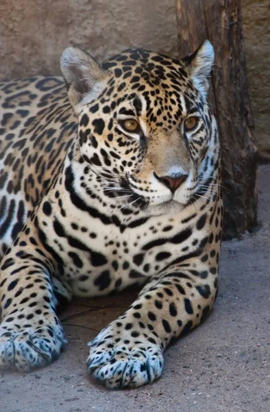 Primer Plano Vertical Jaguar Acostado Suelo Bajo Luz Del Sol — Foto de Stock
